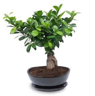 Ginseng bonsai aac zel ithal rn  Ankara Anadolu internetten iek sat 