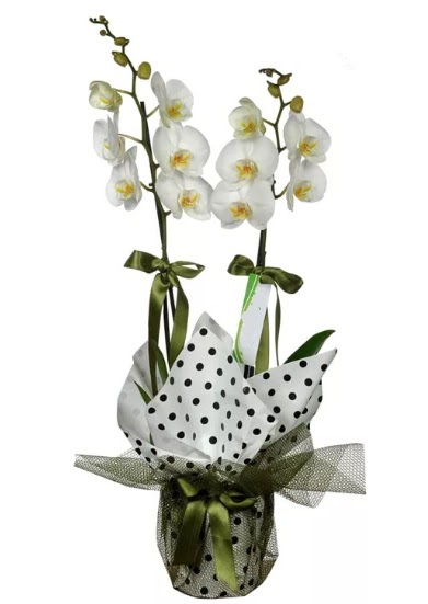 ift Dall Beyaz Orkide  Ankara Anadolu 14 ubat sevgililer gn iek 