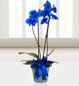 ift dall mavi orkide  Ankara Anadolu iek sat 