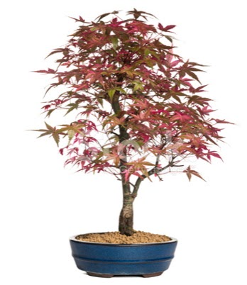 Ak�aa�a� bonsai s�per bonsai a�ac�  Ankara Anadolu cicek , cicekci 
