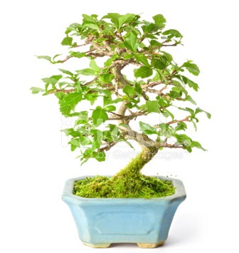 S zerkova bonsai ksa sreliine  Ankara Anadolu Anadolu nternetten iek siparii 