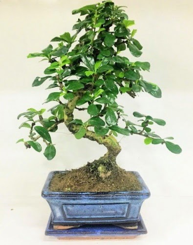 S Bonsai japon a�ac� bitkisi  Ankara Anadolu uluslararas� �i�ek g�nderme 