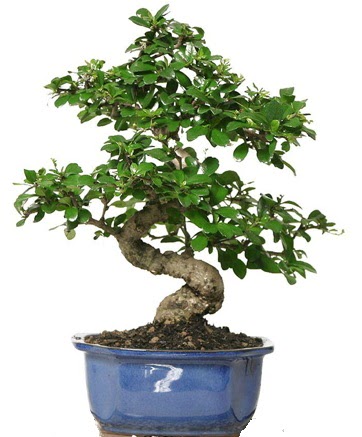 21 ile 25 cm aras� �zel S bonsai japon a�ac�  Ankara Anadolu �i�ek�i telefonlar� 