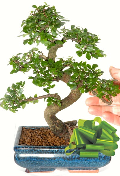 Yaklak 25 cm boyutlarnda S bonsai  Ankara Anadolu iek siparii sitesi 