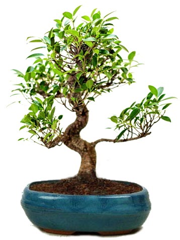 25 cm ile 30 cm aral���nda Ficus S bonsai  Ankara Anadolu �i�ek g�nderme sitemiz g�venlidir 