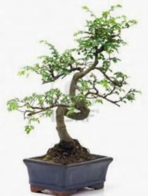 S g�vde bonsai minyat�r a�a� japon a�ac�  Ankara Anadolu �i�ek sat��� 