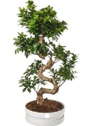 90 cm ile 100 cm civar S peyzaj bonsai  Ankara Anadolu iek gnderme sitemiz gvenlidir 