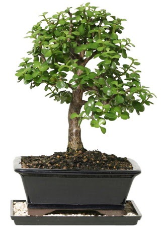 15 cm civar Zerkova bonsai bitkisi  Ankara Anadolu iek siparii sitesi 