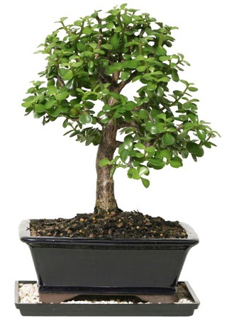 15 cm civar� Zerkova bonsai bitkisi  Ankara Anadolu �i�ek sipari�i sitesi 