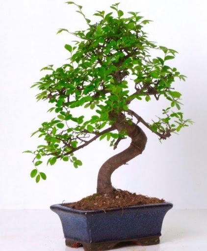 S g�vdeli bonsai minyat�r a�a� japon a�ac�  Ankara Anadolu �i�ek g�nderme sitemiz g�venlidir 