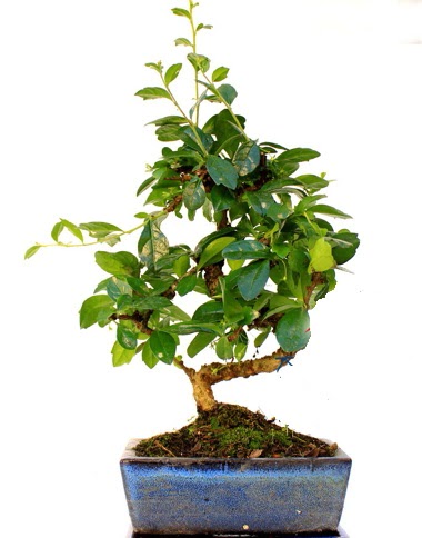 S gvdeli carmina bonsai aac  Ankara Anadolu iek yolla  Minyatr aa