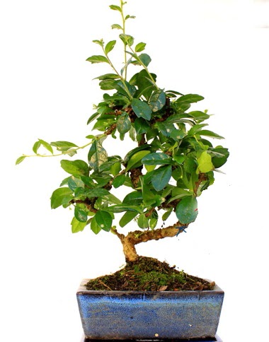 S g�vdeli carmina bonsai a�ac�  Ankara Anadolu �i�ek yolla  Minyat�r a�a�