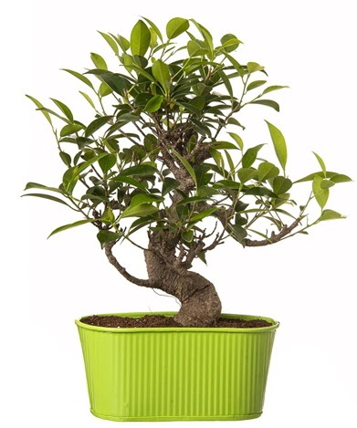 Ficus S g�vdeli muhte�em bonsai  Ankara Anadolu �i�ek sipari�i sitesi 