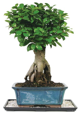 Bonsai Ginsing Grafted Ficus Bonsai  Ankara Anadolu �i�ek yolla 