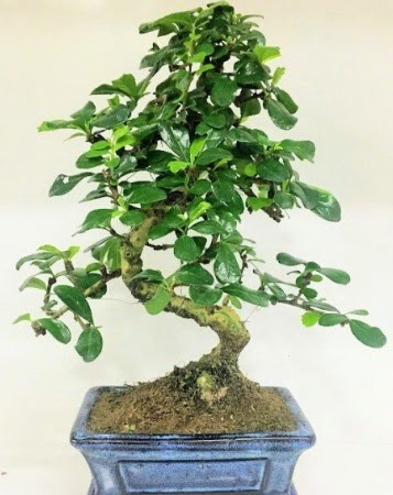 Zelkova S g�vdeli Minyat�r a�a� Bonzai  Ankara Anadolu �i�ek g�nderme 