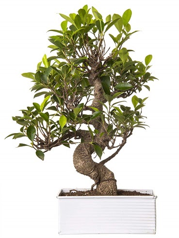 Exotic Green S G�vde 6 Year Ficus Bonsai  Ankara Anadolu �i�ek g�nderme sitemiz g�venlidir 
