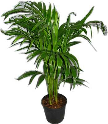  Ankara Anadolu �i�ek servisi , �i�ek�i adresleri  Areca palm  