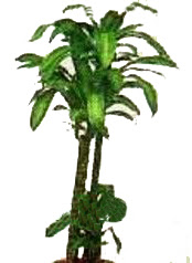  Ankara Anadolu �i�ek yolla , �i�ek g�nder , �i�ek�i   Dracaena massengena