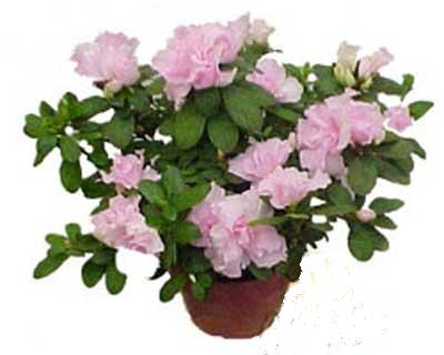  Ankara Anadolu �i�ek servisi , �i�ek�i adresleri  Rhodendron latince A�elya 