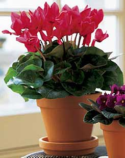  Ankara Anadolu cicekciler , cicek siparisi  Cyclamen 