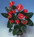  Ankara Anadolu �i�ek g�nderme  Anthurium Saksili Bitki