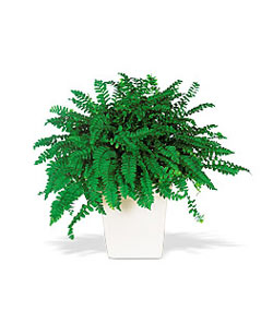  Ankara Anadolu online �i�ek g�nderme sipari�  Decorative Fern ask merdiveni