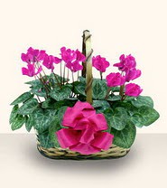  Ankara Anadolu cicek , cicekci  Double Cyclamen sepette