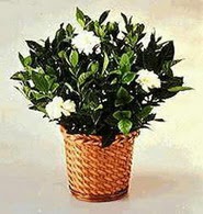  Ankara Anadolu 14 �ubat sevgililer g�n� �i�ek  Gardenia Plant ithal saksi
