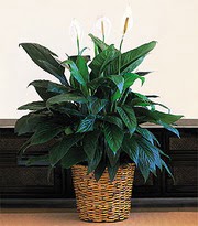 Ankara Anadolu �i�ek online �i�ek sipari�i  Large Spathiphyllum