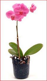  Ankara Anadolu iek maazas , ieki adresleri  Phalaenopsis Orchid Plant