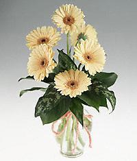  Ankara Anadolu cicekciler , cicek siparisi  vazo i�erisinde 11 adet gerbera �i�egi