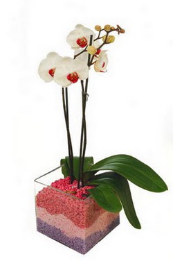  Ankara Anadolu uluslararası çiçek gönderme  tek dal cam yada mika vazo içerisinde orkide