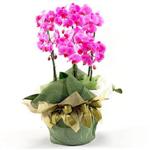  Ankara Anadolu Anadolu İnternetten çiçek siparişi  2 dal orkide , 2 köklü orkide - saksi çiçegidir
