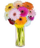  Ankara Anadolu internetten �i�ek sipari�i  Farkli renklerde 15 adet gerbera �i�egi