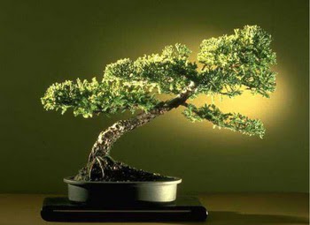 ithal bonsai saksi �i�egi  Ankara Anadolu �i�ek�i ma�azas� 