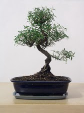 ithal bonsai saksi �i�egi  Ankara Anadolu �i�ek sipari�i vermek 