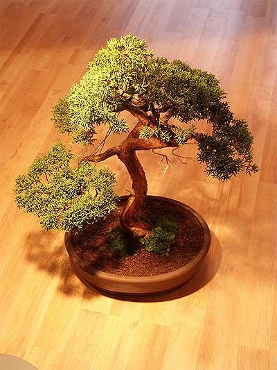 ithal bonsai saksi �i�egi  Ankara Anadolu �i�ek ma�azas� , �i�ek�i adresleri 