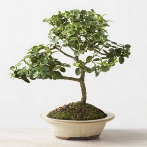 ithal bonsai saksi iegi  Ankara Anadolu iek online iek siparii 