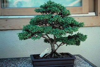 ithal bonsai saksi �i�egi  Ankara Anadolu 14 �ubat sevgililer g�n� �i�ek 