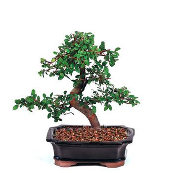 ithal bonsai saksi iegi  Ankara Anadolu iek siparii vermek 