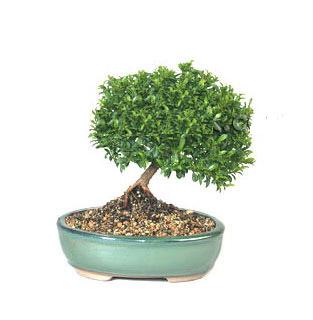 ithal bonsai saksi �i�egi  Ankara Anadolu cicekciler , cicek siparisi 