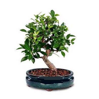 ithal bonsai saksi �i�egi  Ankara Anadolu �i�ek sipari�i sitesi 