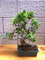 ithal bonsai saksi �i�egi  Ankara Anadolu hediye sevgilime hediye �i�ek 