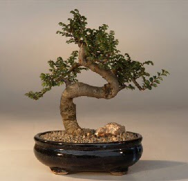 ithal bonsai saksi iegi  Ankara Anadolu 14 ubat sevgililer gn iek 