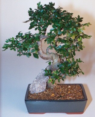  Ankara Anadolu �i�ek g�nderme sitemiz g�venlidir  ithal bonsai saksi �i�egi  Ankara Anadolu �i�ek sipari�i sitesi 