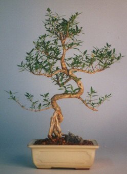  Ankara Anadolu �i�ek sat���  ithal bonsai saksi �i�egi  Ankara Anadolu �i�ek sipari�i vermek 