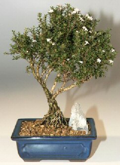  Ankara Anadolu iek , ieki , iekilik  ithal bonsai saksi iegi  Ankara Anadolu online iek gnderme sipari 