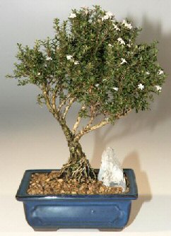  Ankara Anadolu �i�ek , �i�ek�i , �i�ek�ilik  ithal bonsai saksi �i�egi  Ankara Anadolu online �i�ek g�nderme sipari� 