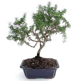 ithal bonsai saksi �i�egi  Ankara Anadolu �i�ek�i telefonlar� 