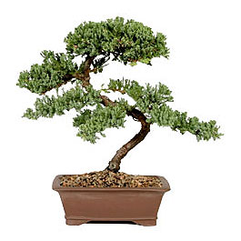 ithal bonsai saksi �i�egi  Ankara Anadolu �i�ek g�nderme sitemiz g�venlidir 
